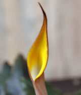 GRA 'Lundu' inflorescence