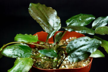 Cryptocoryne cordata var. grabowski 'Miri' grown emerse