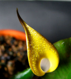 Cryptocoryne cordata var. grabowski 'Miri' inflorescence