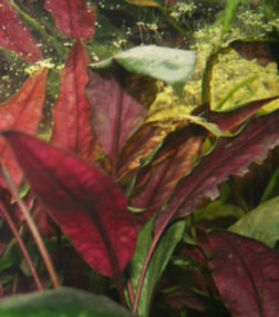 00-0-Cryptocoryne_cordata_grabowski-Copr_2007_Richard_Sexton-cdrew-28jan2007t.jpg