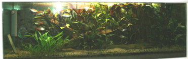 01-0-Cryptocoryne_cordata_grabowski-Copr_2007_Richard_Sexton-cdrew-28jan2007t.jpg