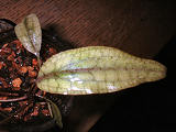 57-0-Cryptocoryne_cordata_grabowski-Copr_2007_Richard_Sexton-Charlie_drew-28jan2007t.jpg