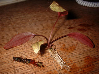 propagation