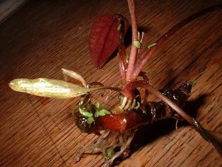 63-0-Cryptocoryne_cordata_grabowski-Copr_2007_Richard_Sexton-Charlie_drew-28jan2007x.jpg