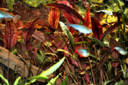 00-1-Cryptocoryne_cordata_grabowski-Copr_2007_Richard_Sexton-Charlie_drew-28jan2007t.jpg