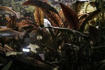 14-0-Cryptocoryne_cordata_grabowski-Copr_2007_Richard_Sexton-Charlie_drew-28jan2007t.jpg