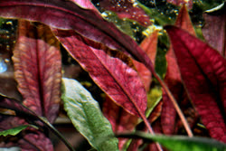 17-0-Cryptocoryne_cordata_grabowski-Copr_2007_Richard_Sexton-Charlie_drew-28jan2007t.jpg