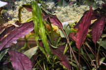 26-0-Cryptocoryne_cordata_grabowski-Copr_2007_Richard_Sexton-Charlie_drew-28jan2007t.jpg