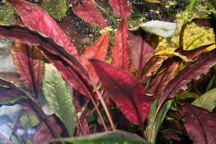 27-0-Cryptocoryne_cordata_grabowski-Copr_2007_Richard_Sexton-Charlie_drew-28jan2007t.jpg