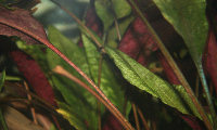 29-0-Cryptocoryne_cordata_grabowski-Copr_2007_Richard_Sexton-Charlie_drew-28jan2007t.jpg