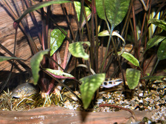 32-0-Cryptocoryne_cordata_grabowski-Copr_2007_Richard_Sexton-Charlie_drew-28jan2007x.jpg