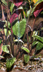 33-0-Cryptocoryne_cordata_grabowski-Copr_2007_Richard_Sexton-Charlie_drew-28jan2007t.jpg