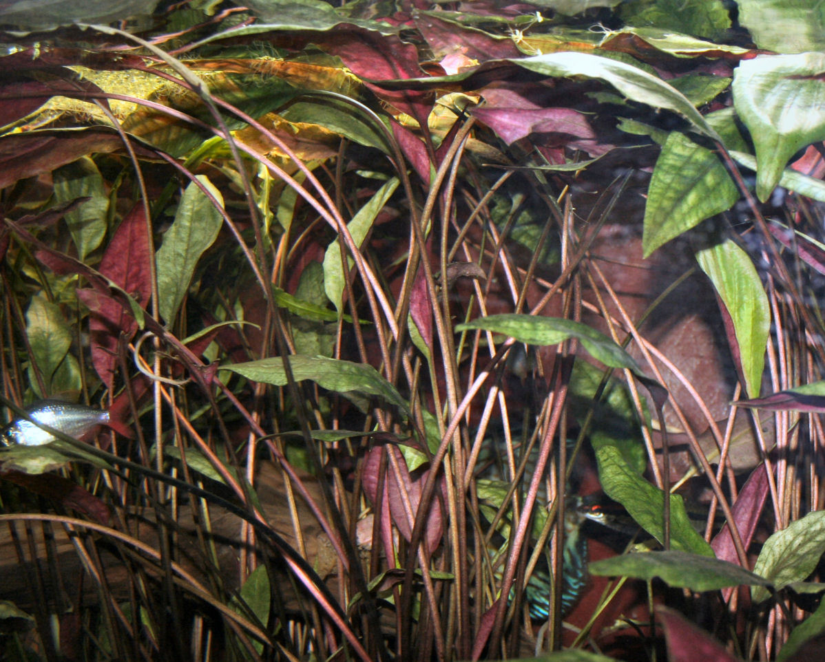 cultivation
