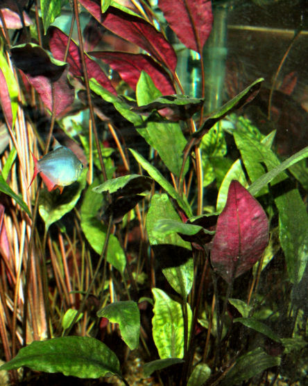 Cryptocoryne grandis Ridley current as C. cordata grabowski