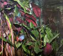 41-0-Cryptocoryne_cordata_grabowski-Copr_2007_Richard_Sexton-Charlie_drew-28jan2007t.jpg