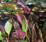 42-0-Cryptocoryne_cordata_grabowski-Copr_2007_Richard_Sexton-Charlie_drew-28jan2007t.jpg