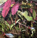 43-0-Cryptocoryne_cordata_grabowski-Copr_2007_Richard_Sexton-Charlie_drew-28jan2007t.jpg