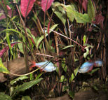 44-0-Cryptocoryne_cordata_grabowski-Copr_2007_Richard_Sexton-Charlie_drew-28jan2007t.jpg