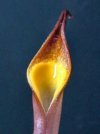 Cryptocoryne cordata grabowski unknown/aquarium strain flowering spathe