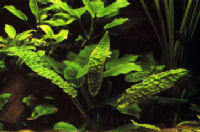 Cryptocoryne_hudoroit.jpg