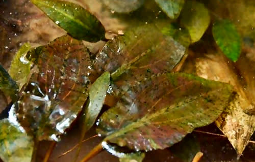 Cryptocoryne jacobsenii