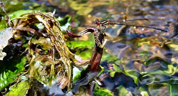 West_Kalimantan