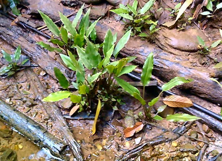 Cryptocoryne ciliata var. latifolia