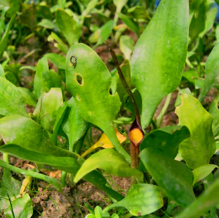 Image of Cryptocoryne lingua