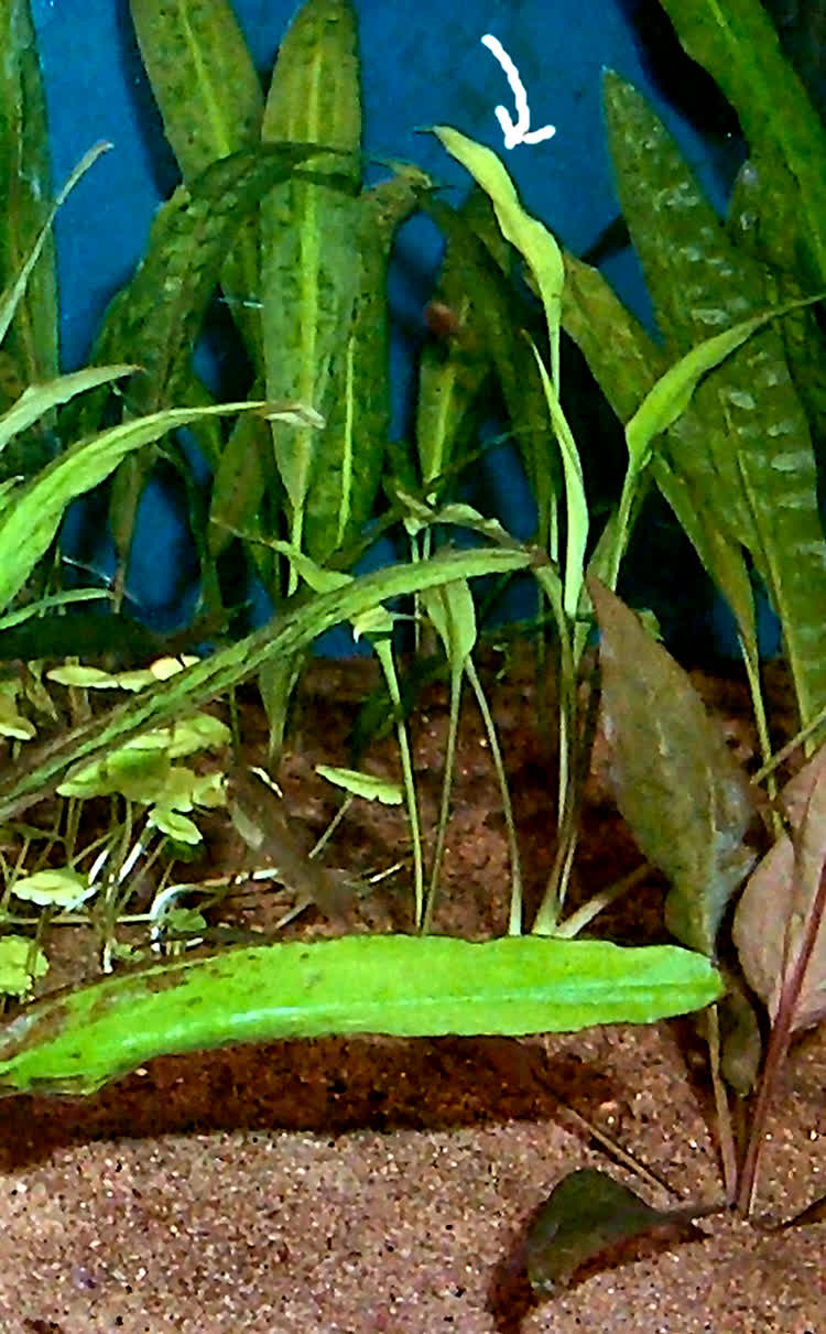 Image of Cryptocoryne nevellii