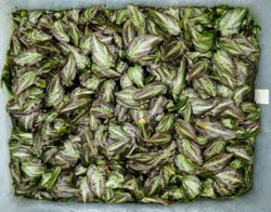 00-0-Copr_2018-Suwidji_Wongsot.jpg