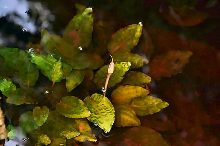 Cryptocoryne pallidinervia