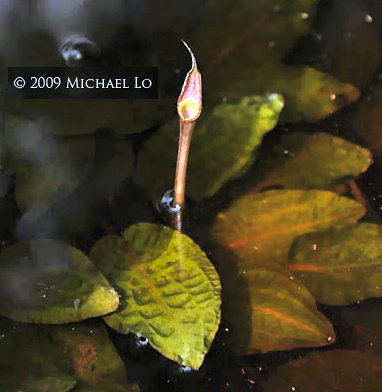 Cryptocoryne pallidnervia