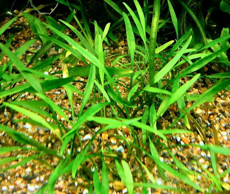 Cryptocoryne parva