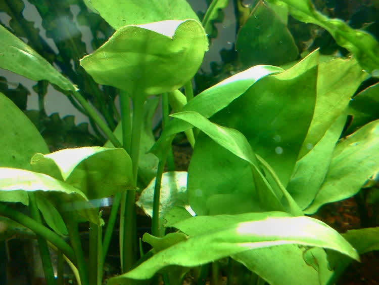 Cryptocoryne pontederiifolia