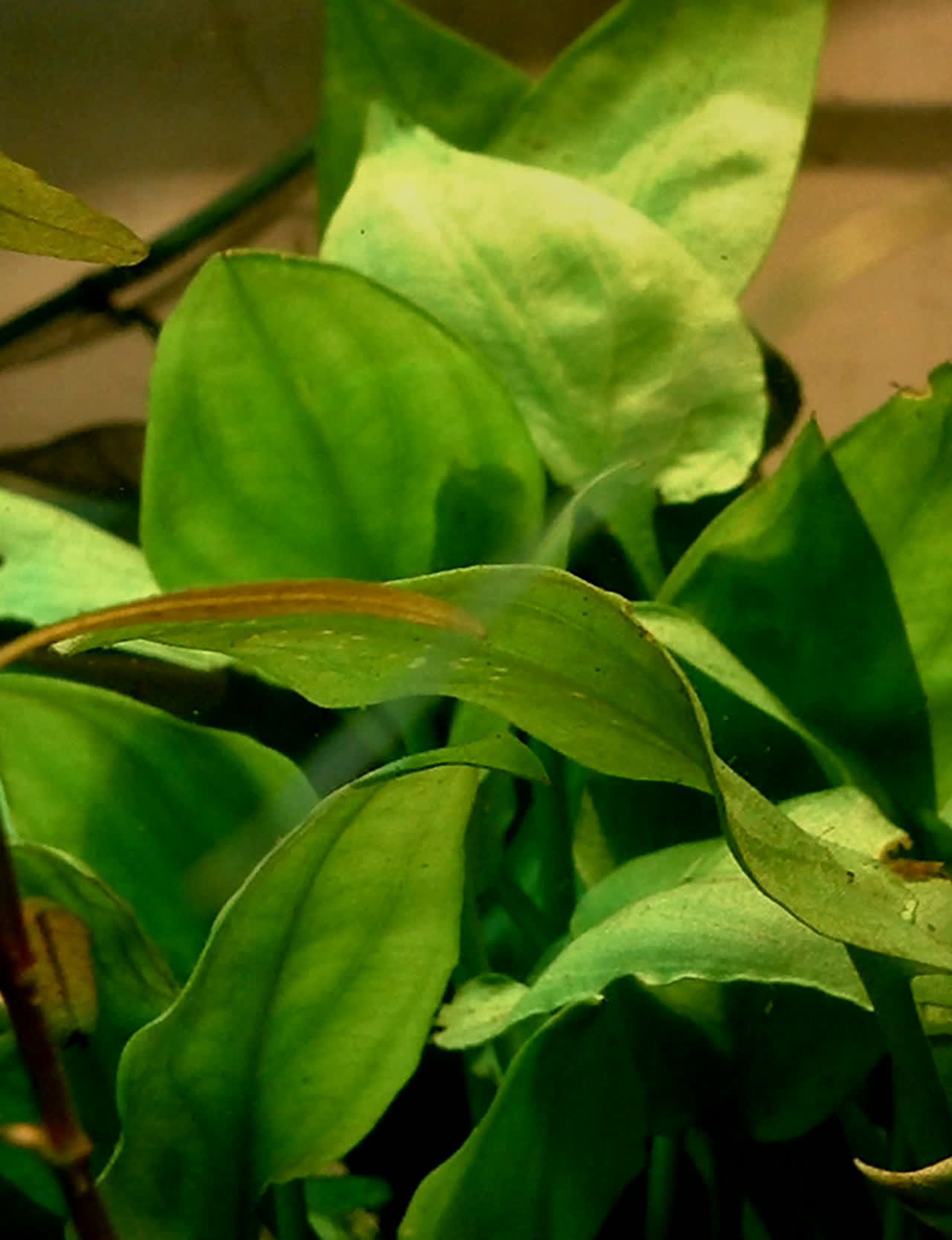 Cryptocoryne pontiderifolia