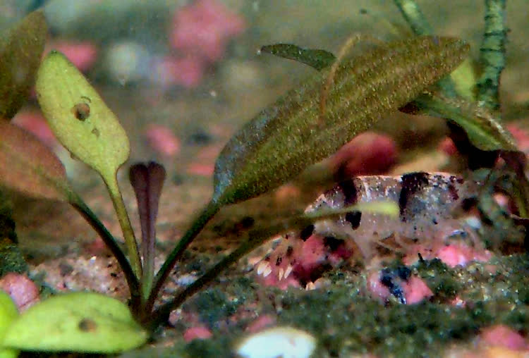 Cryptocoryne pygmaea