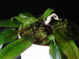 Cryptocoryne schultzi grown emerse