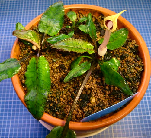 Cryptocoryne schultzi 'Kota Tinggi'