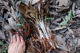 Cryptocoryne schultzi' Mersing'