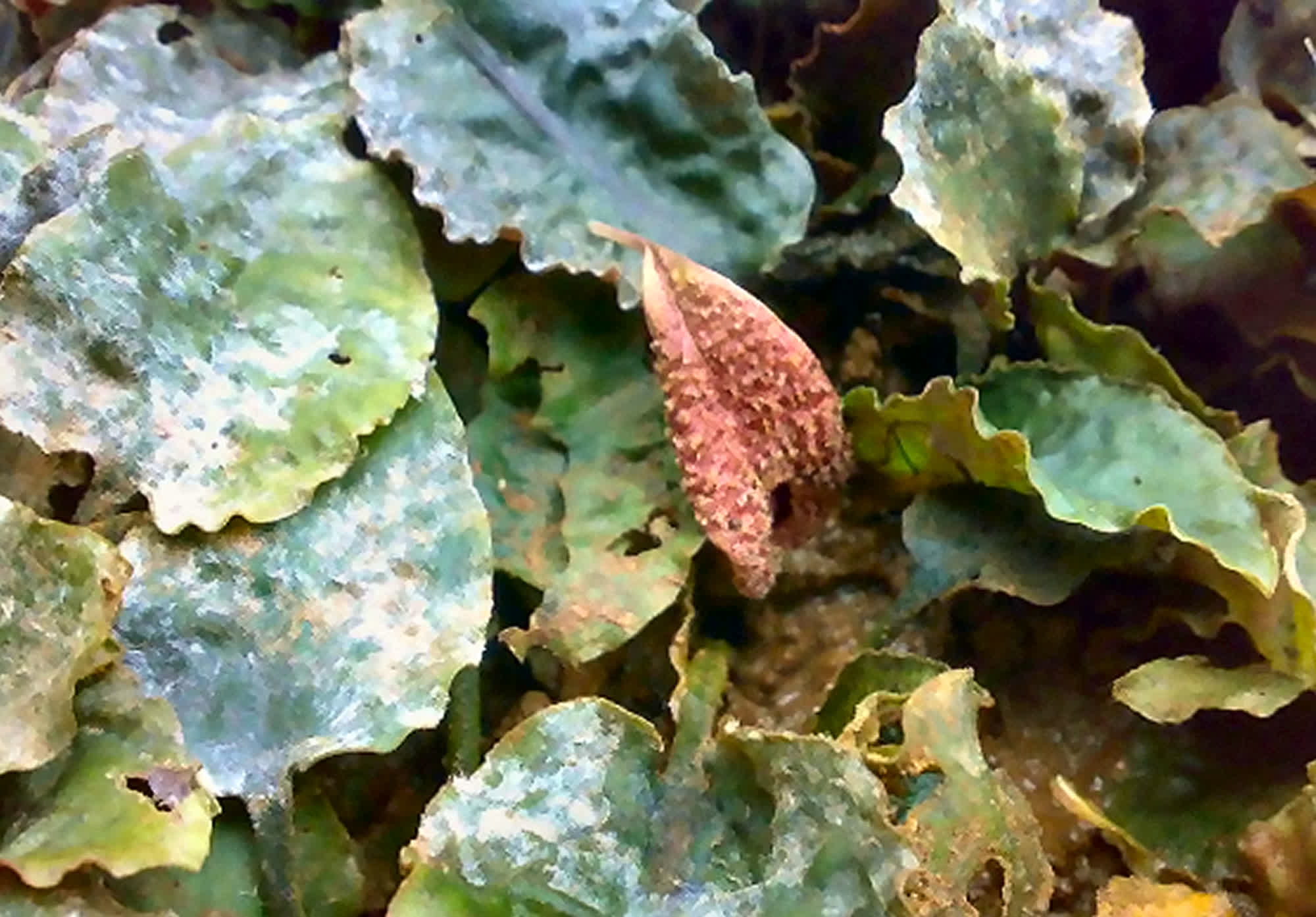 Cryptocoryne scurrilis