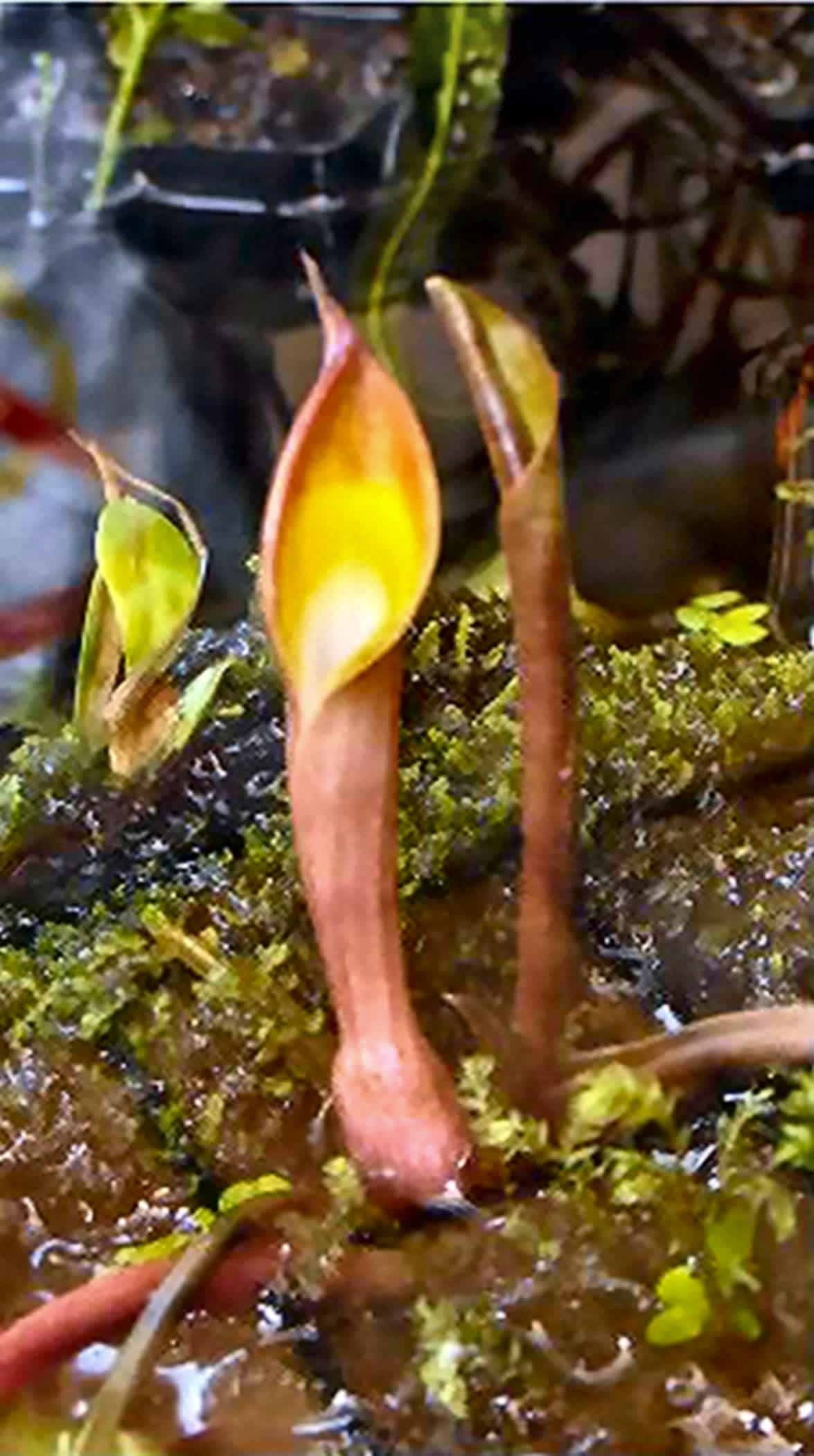 Cryptocoryne cordata siamensis Aquagreen strain