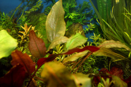 Cryptocoryne cordata siamensis 'blassii'