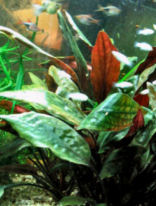 017_Cryptocoryne_cordata_Blassiit.jpg