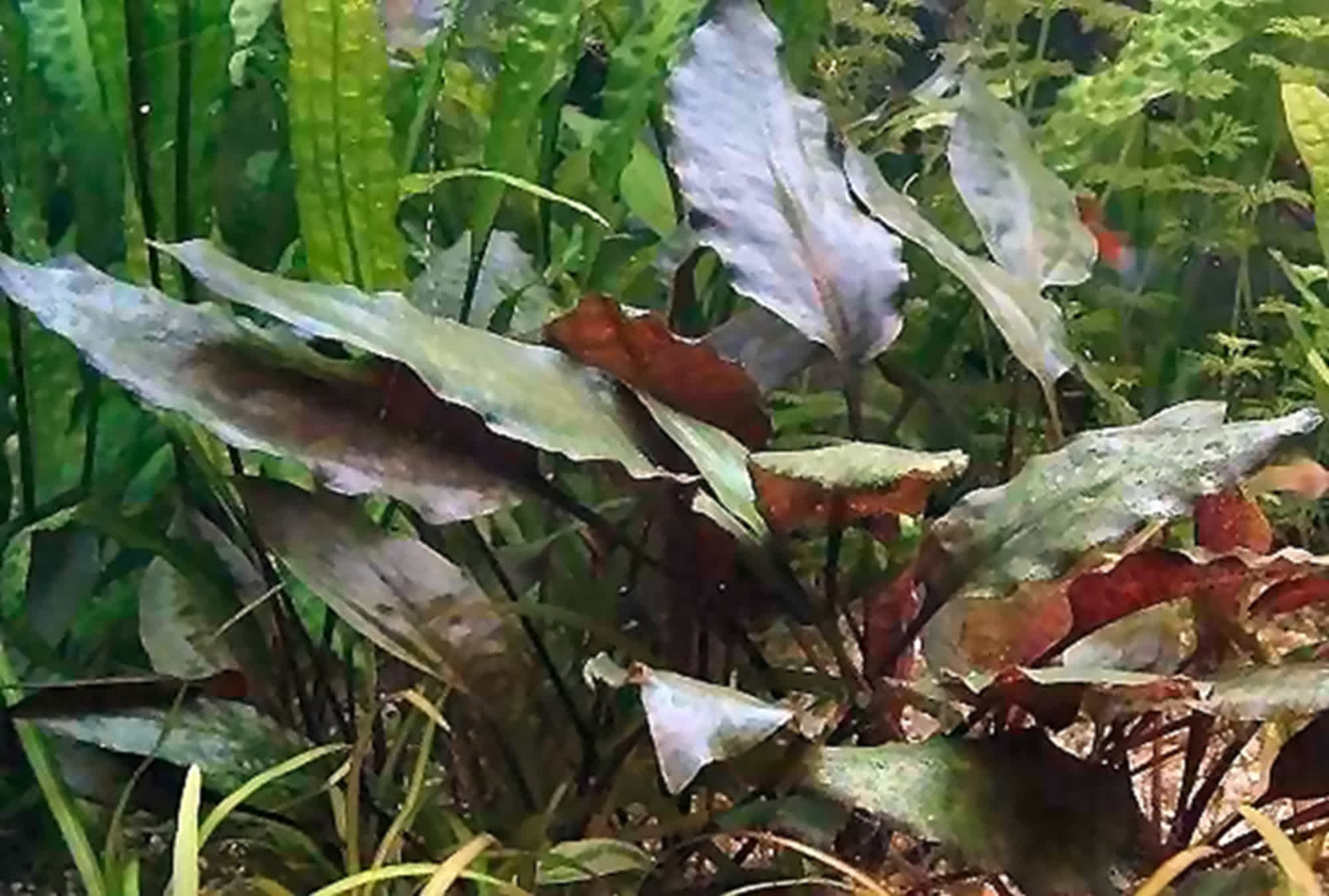 Cryptocoryne cordata var. siamensis