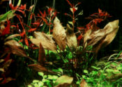 cryptocoryne-cordata-212d00et.jpg