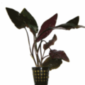 cryptocoryne_blassi-det.gif