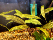 00-0-Copr_2010_Aquariust.jpg