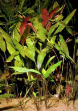 cryptocoryne_cordatat.jpg