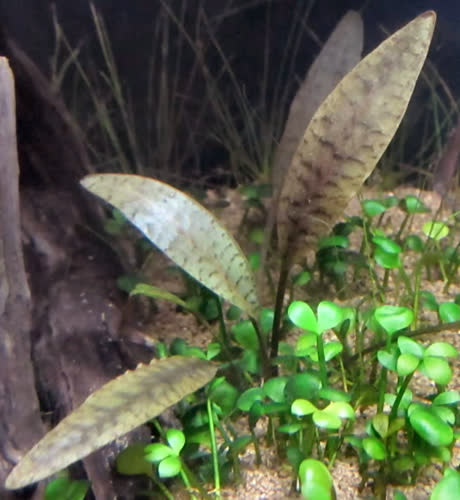 Cryptocoryne cordata siamensis Loc: KR01