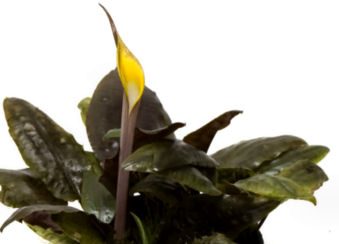 Cryptocoryne cordata siamensis NJT 02-52